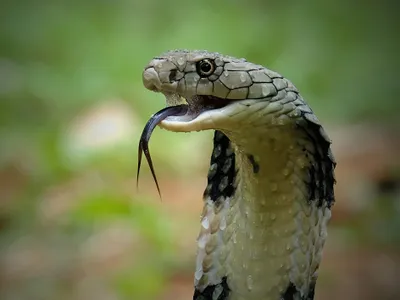 The synthetic antibody targets a toxin produced by the Elapidae family of snakes, which includes cobras, kraits and mambas.